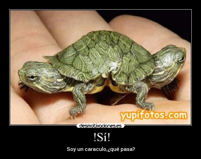 !Sí! - Soy un caraculo,¿qué pasa?