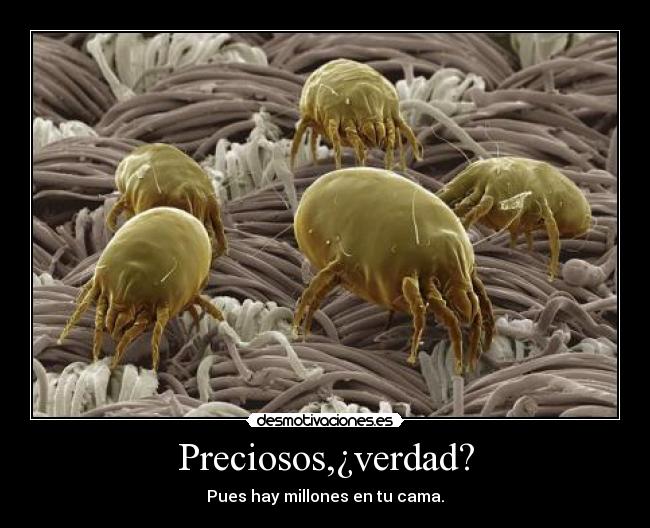 Preciosos,¿verdad? - Pues hay millones en tu cama.