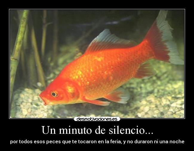 Un minuto de silencio... - por todos esos peces que te tocaron en la feria, y no duraron ni una noche