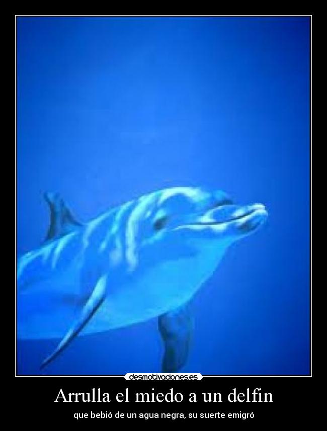 Arrulla el miedo a un delfin - que bebió de un agua negra, su suerte emigró