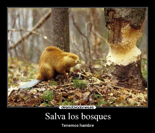 Salva los bosques - 