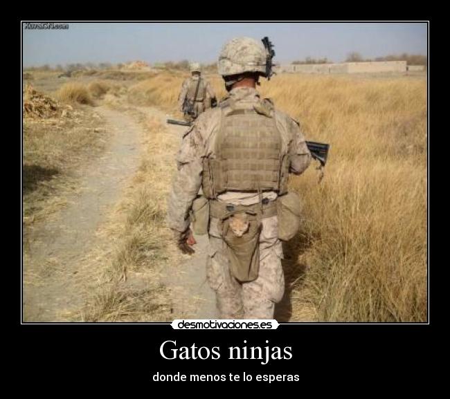 Gatos ninjas - 