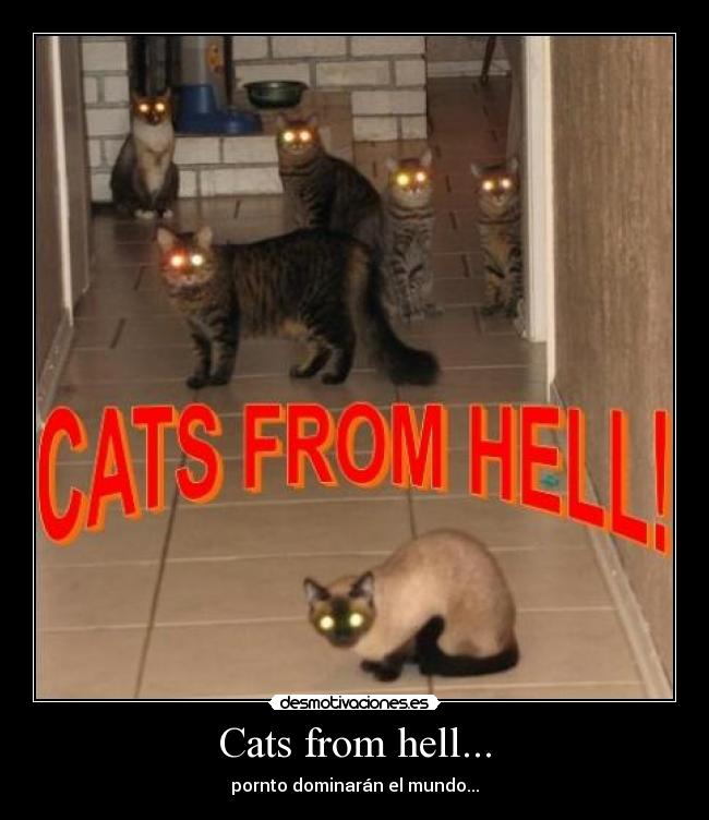 Cats from hell... - pornto dominarán el mundo...