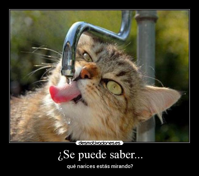 ¿Se puede saber... - qué narices estás mirando?