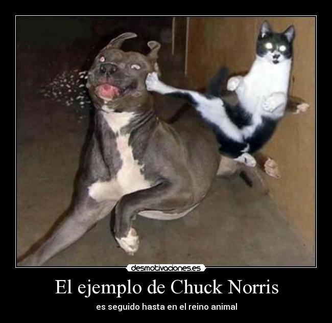 El ejemplo de Chuck Norris - es seguido hasta en el reino animal