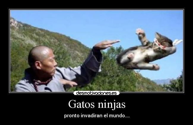 Gatos ninjas - pronto invadiran el mundo....