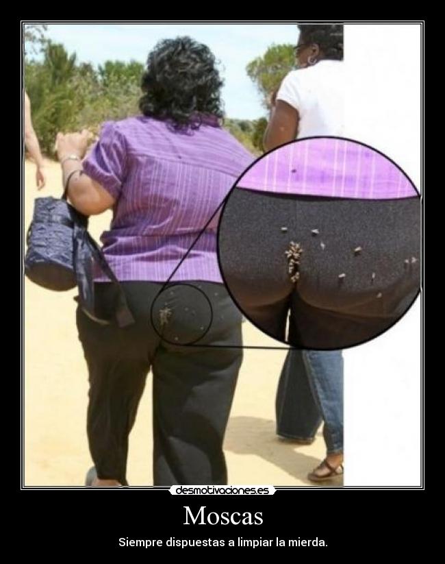 Moscas -