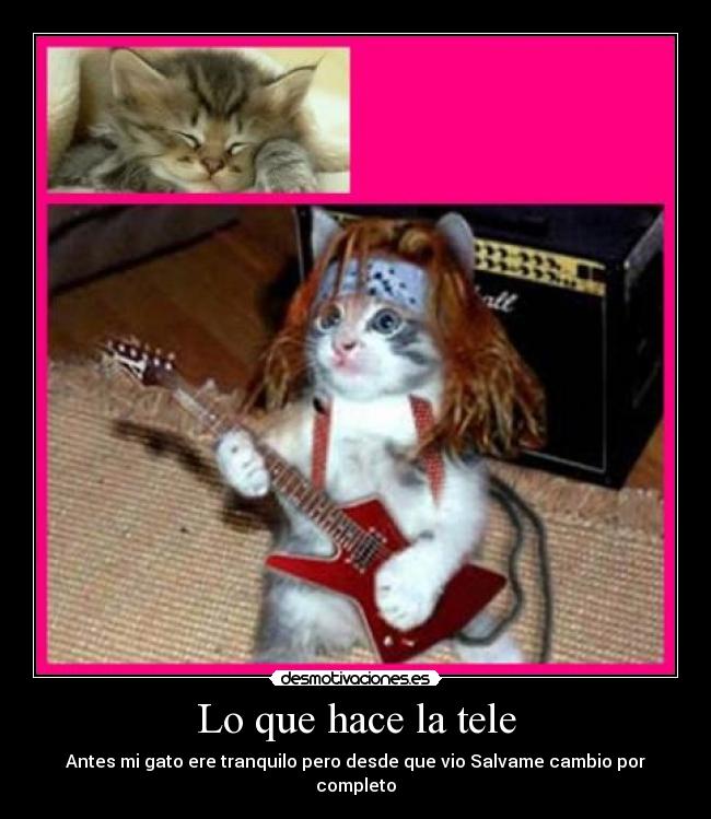 Lo que hace la tele - Antes mi gato ere tranquilo pero desde que vio Salvame cambio por completo