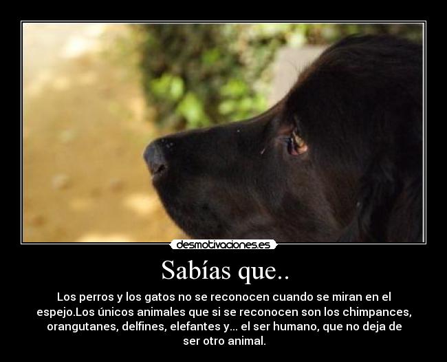 Sabías que.. - Los perros y los gatos no se reconocen cuando se miran en el
espejo.Los únicos animales que si se reconocen son los chimpances,
orangutanes, delfines, elefantes y... el ser humano, que no deja de
ser otro animal.