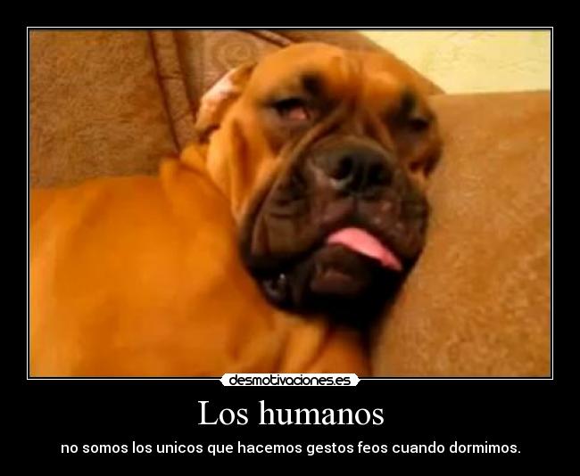 Los humanos - no somos los unicos que hacemos gestos feos cuando dormimos.