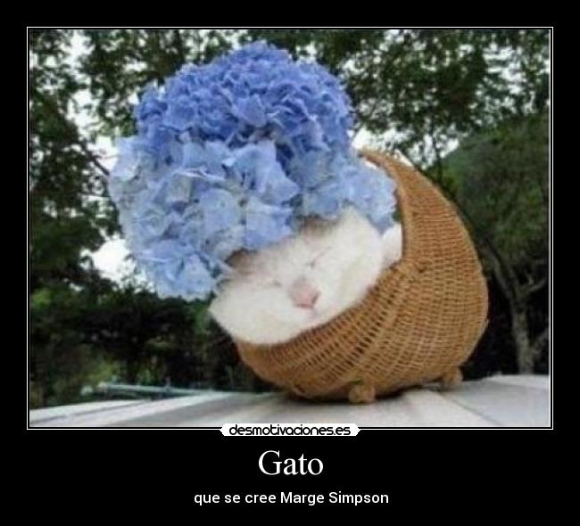 Gato - 