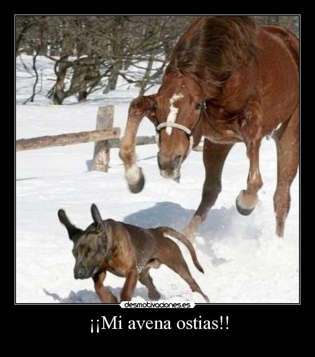 ¡¡Mi avena ostias!! - 