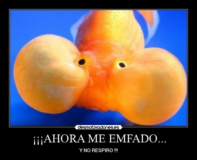 carteles jajaja desmotivaciones