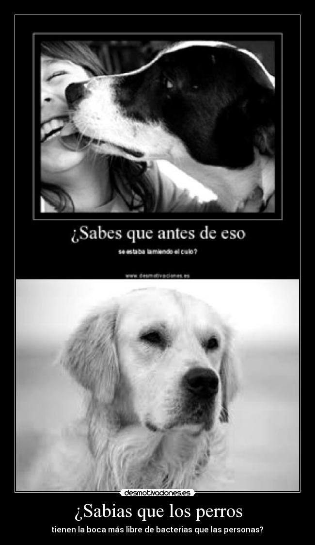 ¿Sabias que los perros -
