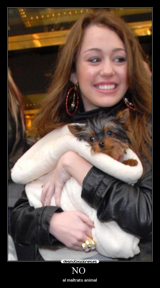 NO  - al maltrato animal 