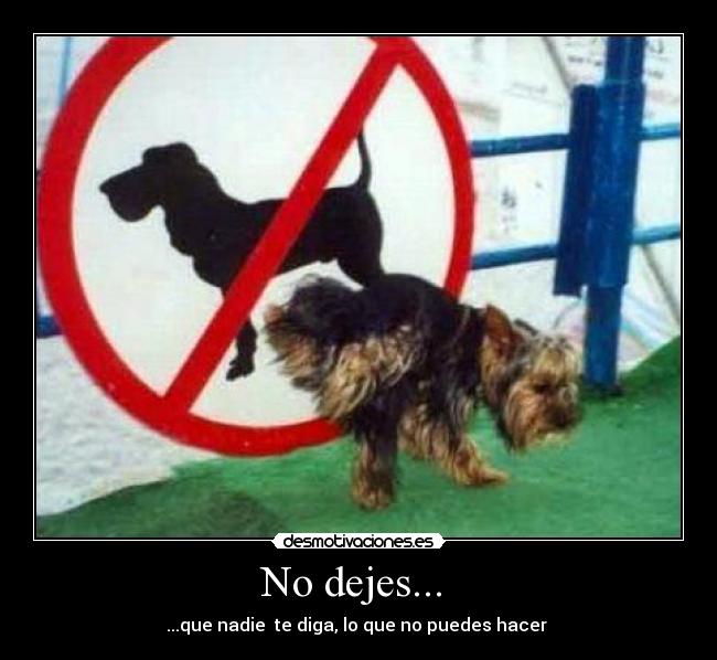 No dejes...  - 