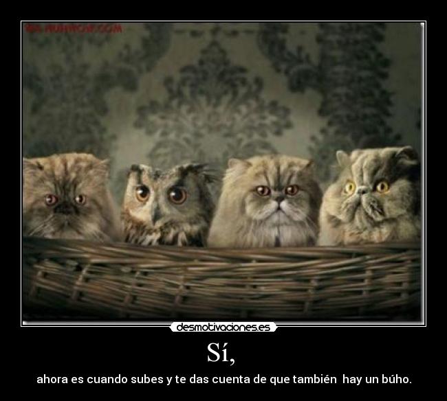 Sí,  - ahora es cuando subes y te das cuenta de que también  hay un búho.