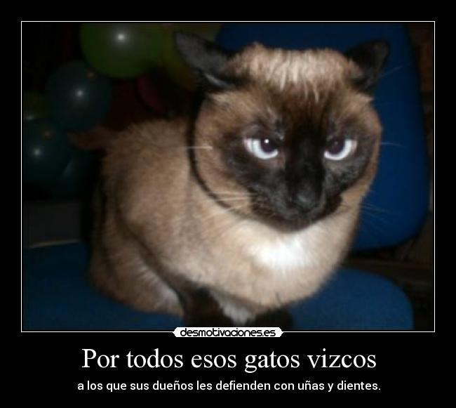 Por todos esos gatos vizcos -
