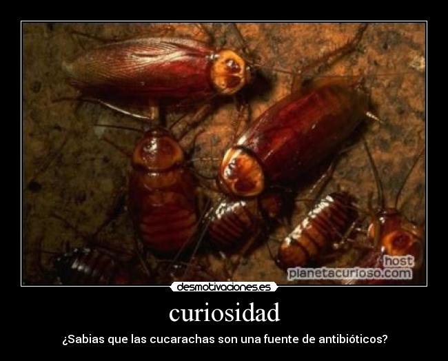 curiosidad - 