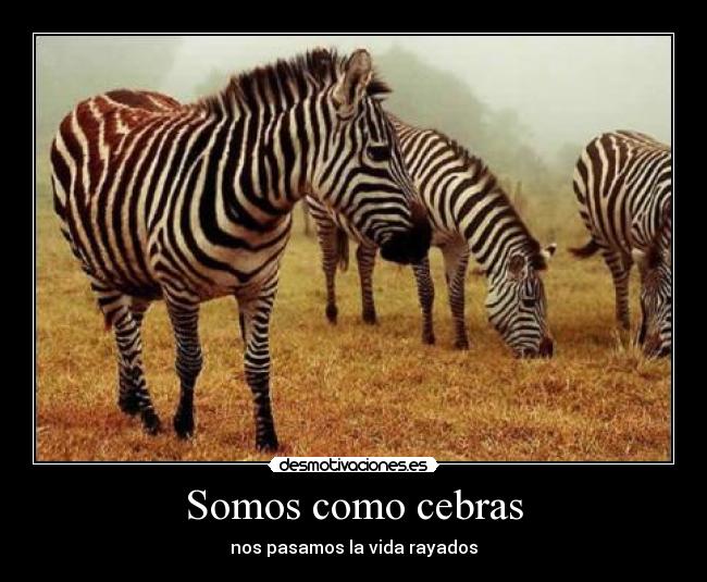 Somos como cebras - nos pasamos la vida rayados