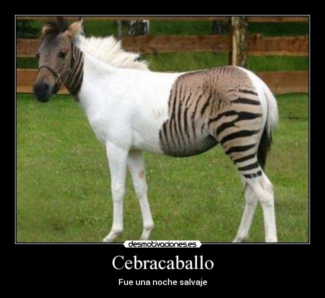 Cebracaballo - 