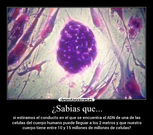¿Sabias que... - si estiramos el conducto en el que se encuentra el ADN de una de las
celulas del cuerpo humano puede lleguar a los 2 metros y que nuestro
cuerpo tiene entre 10 y 15 millones de millones de celulas?