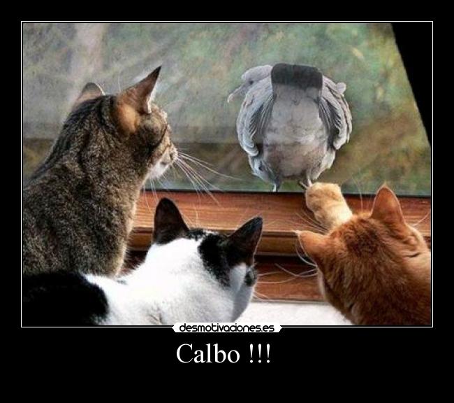 Calbo !!!  - 