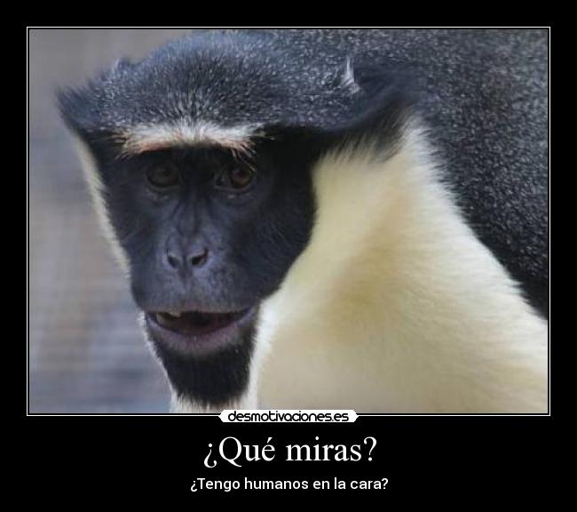 ¿Qué miras? - 
