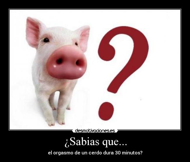 ¿Sabias que... - el orgasmo de un cerdo dura 30 minutos?