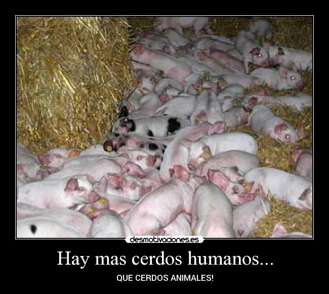 Hay mas cerdos humanos... - 