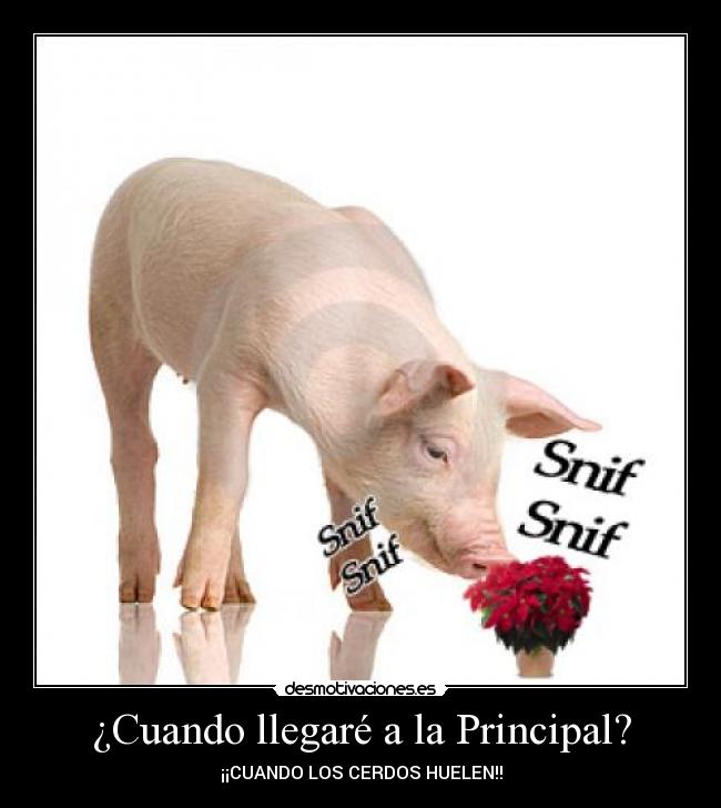 ¿Cuando llegaré a la Principal? - ¡¡CUANDO LOS CERDOS HUELEN!!