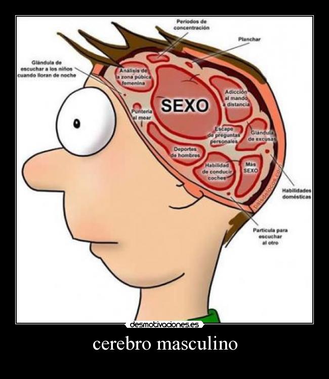 cerebro masculino - 