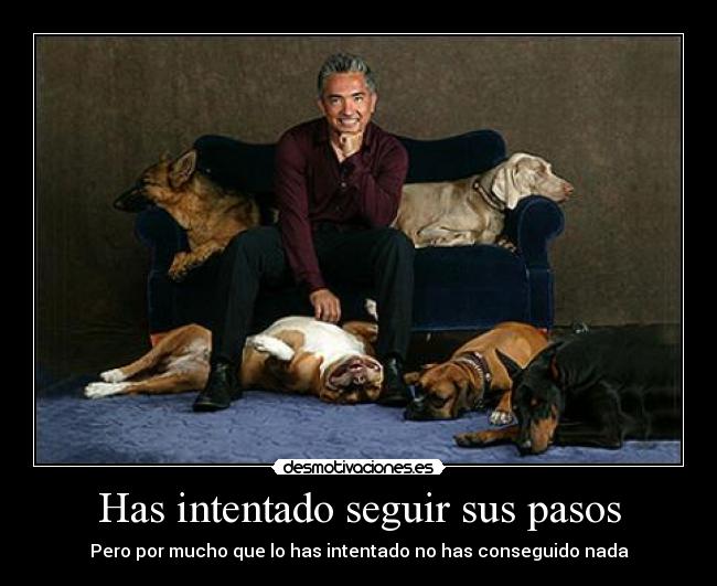 carteles cesar millan encantador perros perros encantador perros encantador perros desmotivaciones