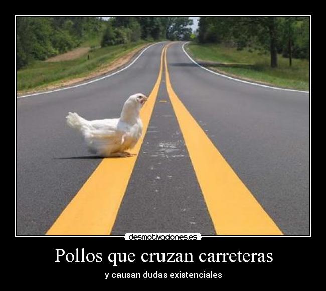 Pollos que cruzan carreteras -