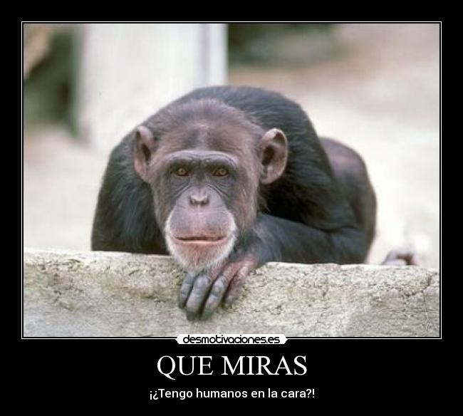 QUE MIRAS - 