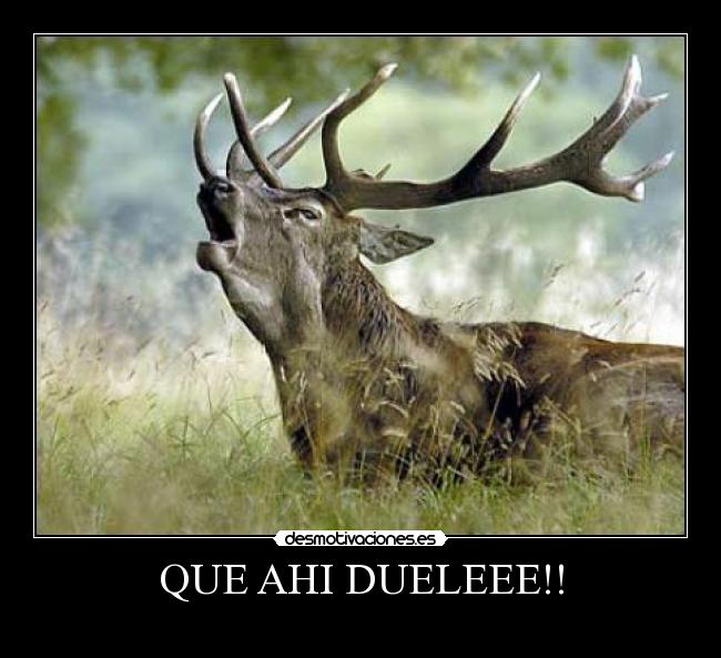 QUE AHI DUELEEE!! - 
