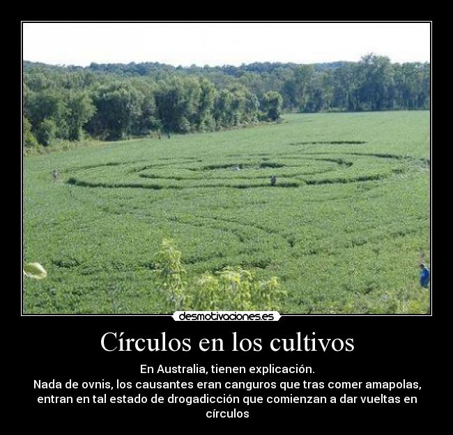 Círculos en los cultivos - En Australia, tienen explicación.
Nada de ovnis, los causantes eran canguros que tras comer amapolas,
entran en tal estado de drogadicción que comienzan a dar vueltas en
círculos