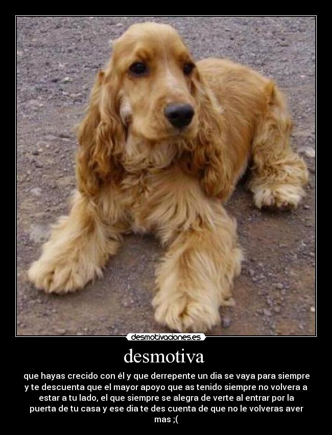 desmotiva - que hayas crecido con él y que derrepente un dia se vaya para siempre
y te descuenta que el mayor apoyo que as tenido siempre no volvera a
estar a tu lado, el que siempre se alegra de verte al entrar por la
puerta de tu casa y ese dia te des cuenta de que no le volveras aver
mas ;(