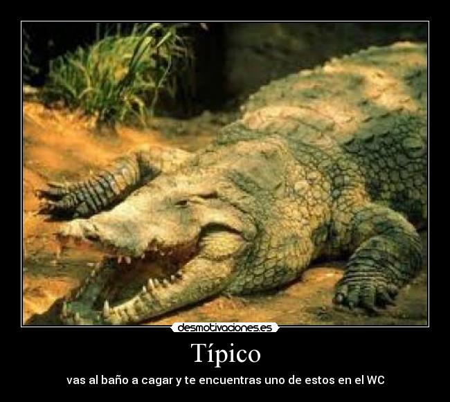 Típico -