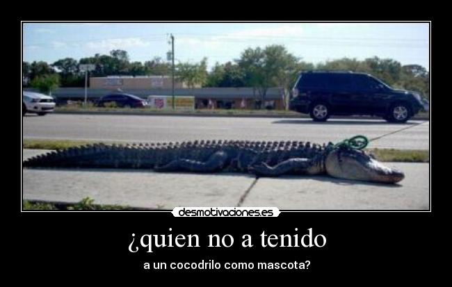 ¿quien no a tenido - a un cocodrilo como mascota?