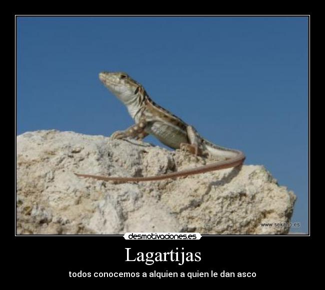 Lagartijas - 