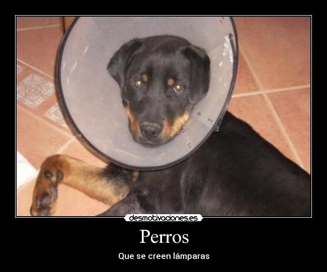 Perros - Que se creen lámparas