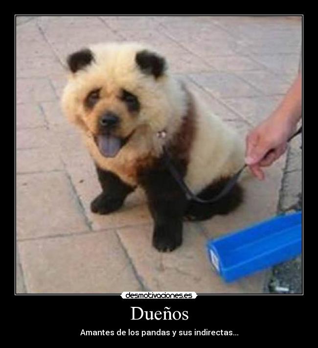 Dueños - Amantes de los pandas y sus indirectas...