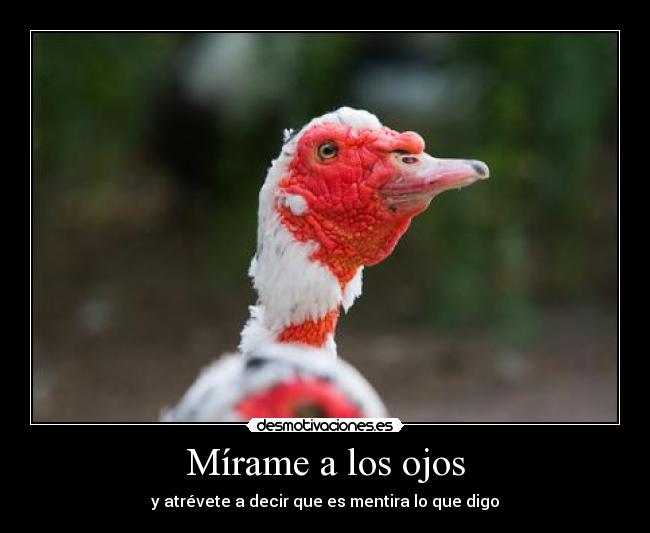 Mírame a los ojos - y atrévete a decir que es mentira lo que digo