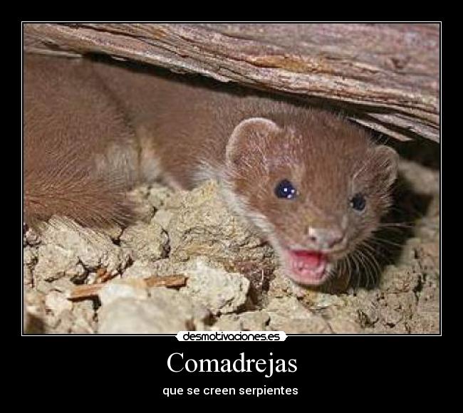 Comadrejas -