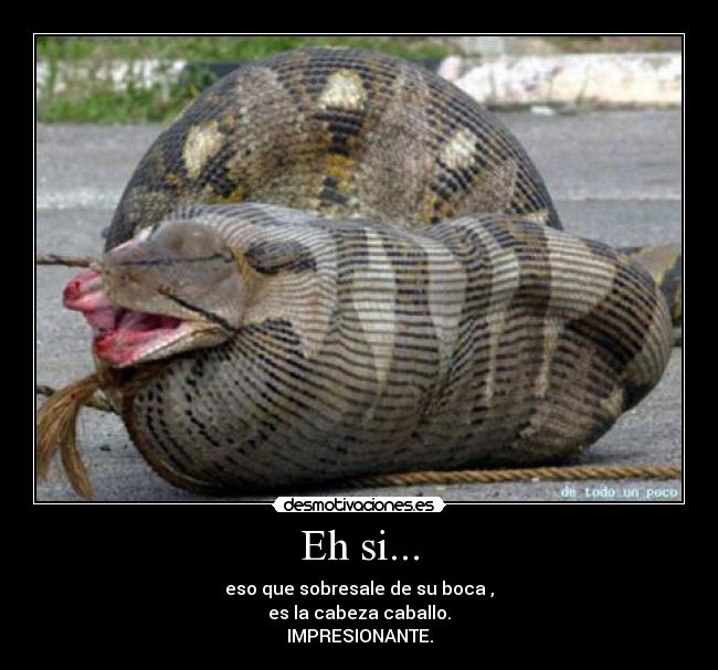 Eh si... - eso que sobresale de su boca ,
es la cabeza caballo.
IMPRESIONANTE.