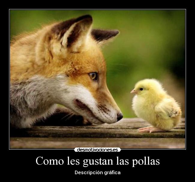 Como les gustan las pollas -