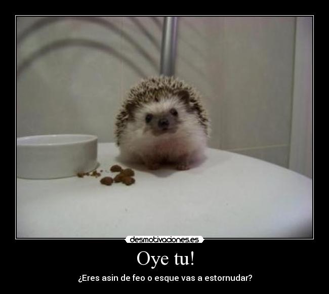 carteles erizo desmotivaciones