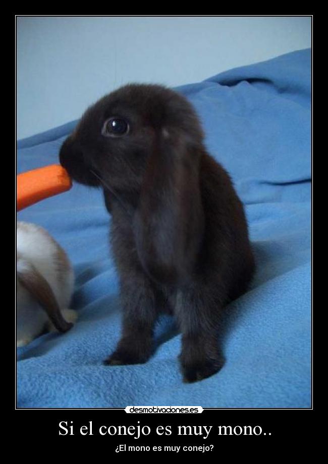 Si el conejo es muy mono.. - ¿El mono es muy conejo?