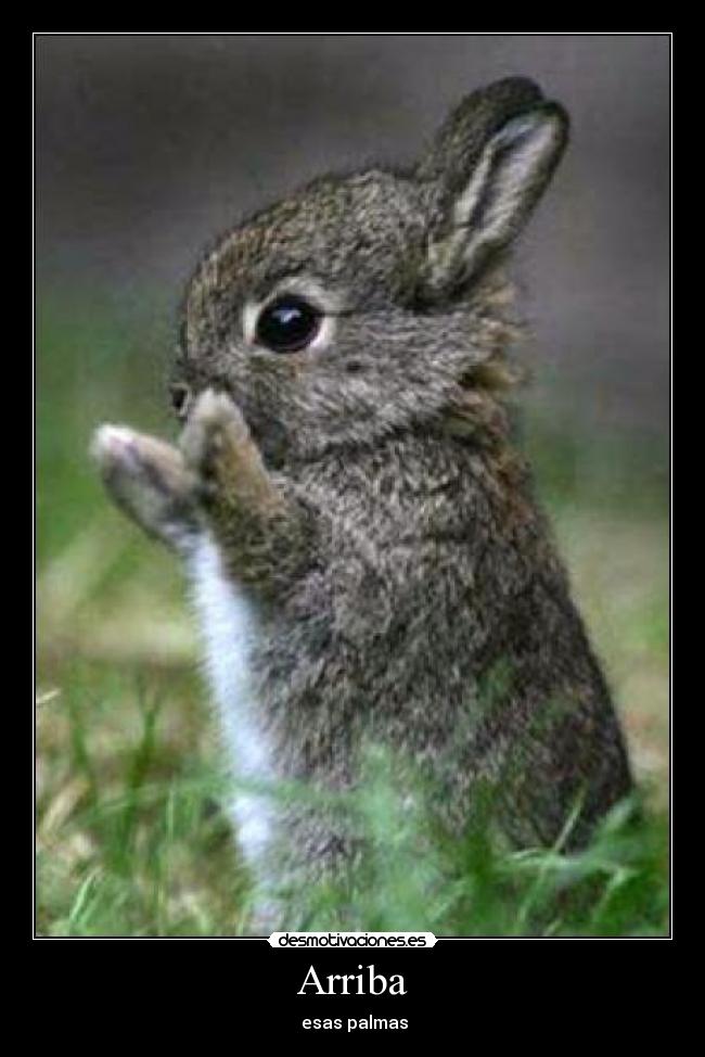 Arriba - 